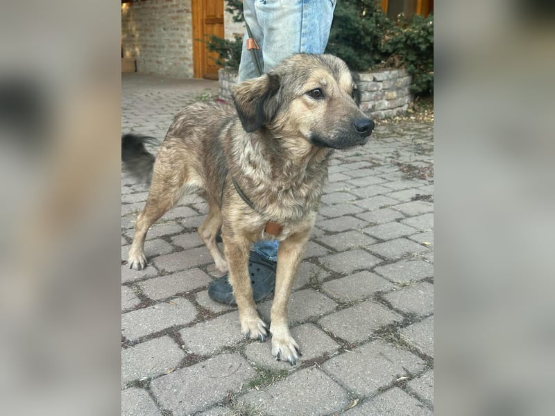 Ada, geboren 01.09.2022, 52cm sucht ihre Menschen