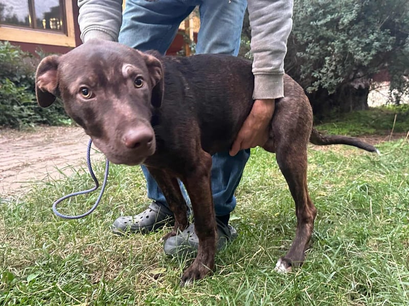 Philip, geboren 28.04.2025, 53cm sucht sein Zuhause