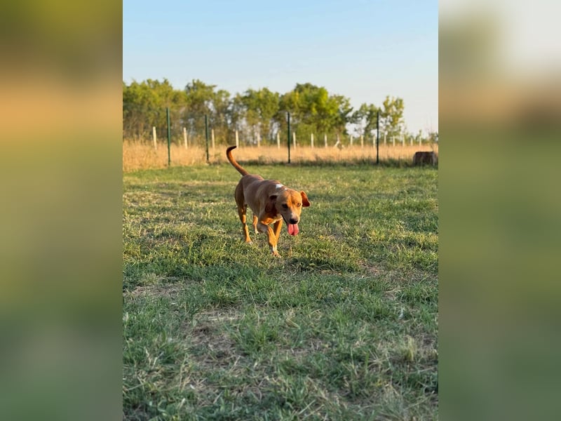 Raffael, geboren 31.10.2024, 48cm sucht seine Familie Raffael, geboren 31.10.2024, 48cm sucht seine Familie