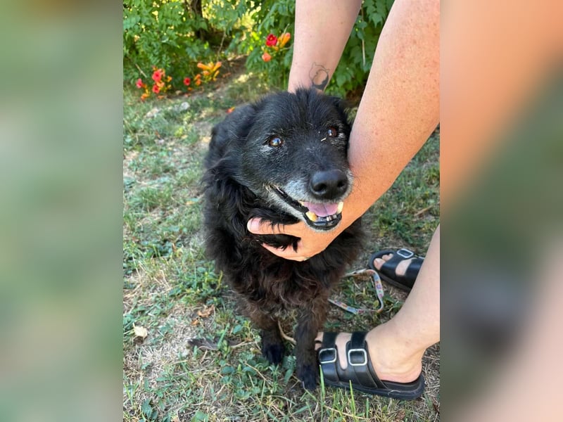 Szello, geboren 18.06.2013, 46cm sucht seinen Ruheplatz