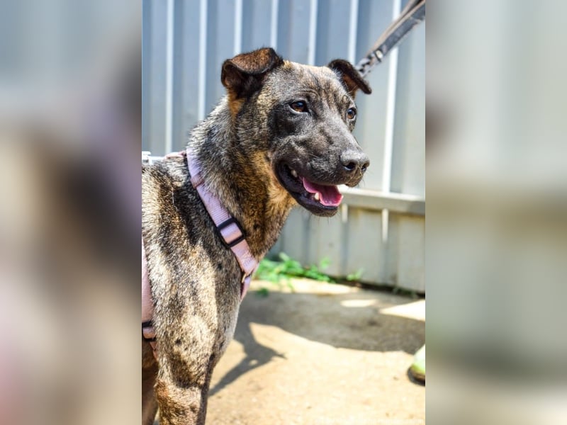 Cheryl, 06.2022 geboren, 44cm sucht ihr Zuhause