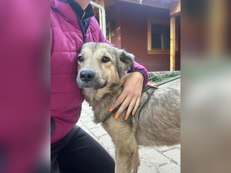 Ada, geboren 01.09.2022, 52cm sucht ihre Menschen