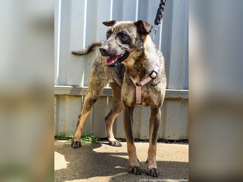 Cheryl, 06.2022 geboren, 44cm sucht ihr Zuhause