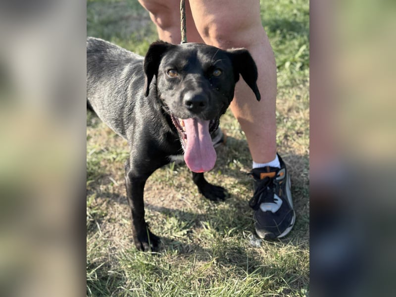 Kobold, geboren 01.09.2023, 52cm sucht sein Zuhause