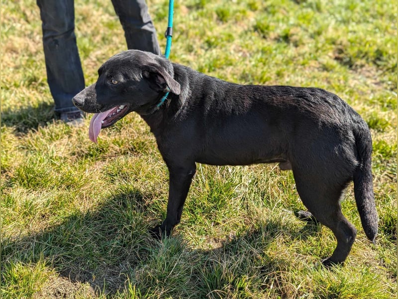 Thyson, geboren 04.2024, 50cm sucht sein Glück Thyson, geboren 04.2024, 50cm sucht sein Glück