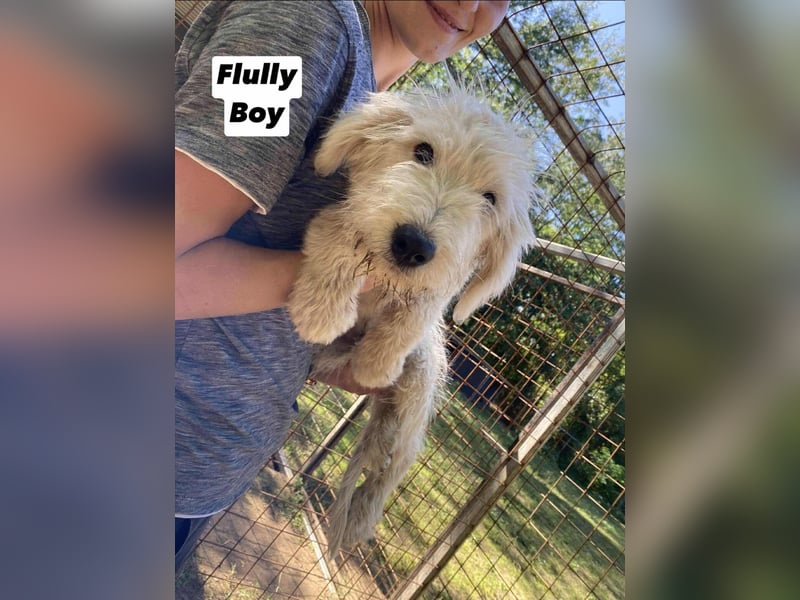 Fluffy, geboren 17.06.2025, 39cm sucht sein Körbchen Fluffy, geboren 17.06.2025, 39cm sucht sein Körbchen