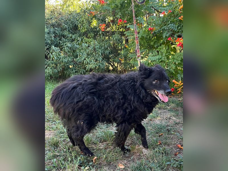 Szello, geboren 18.06.2013, 46cm sucht seinen Ruheplatz