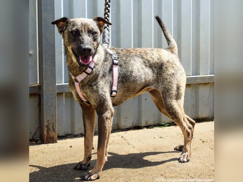 Cheryl, 06.2022 geboren, 44cm sucht ihr Zuhause