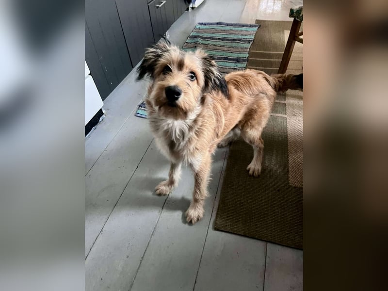 Morszi, geboren 03.07.2025, 49cm sucht seine Familie