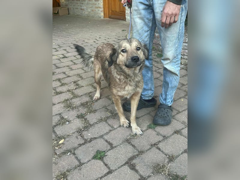 Ada, geboren 01.09.2022, 52cm sucht ihre Menschen