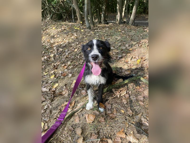 Zozo, 1 Jahr, 53cm sucht sein Zuhause