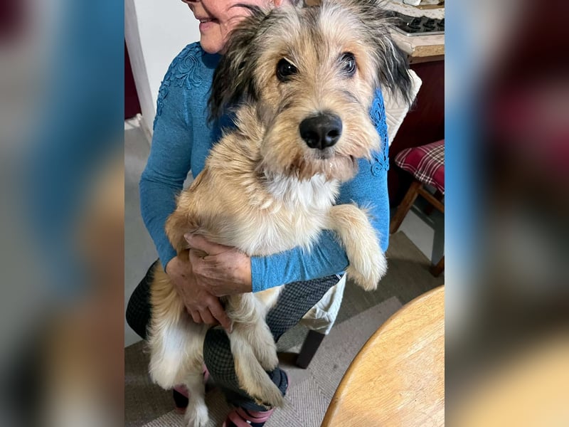 Morszi, geboren 03.07.2025, 49cm sucht seine Familie