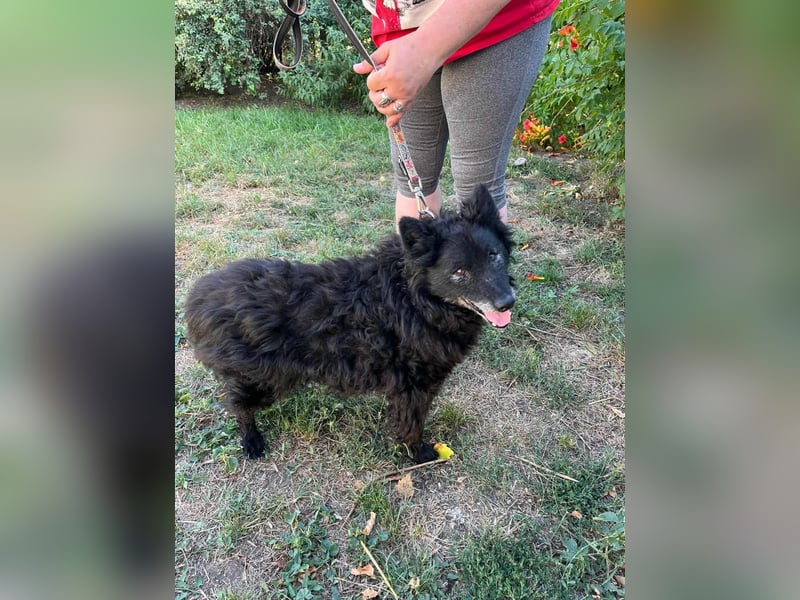 Szello, geboren 18.06.2013, 46cm sucht seinen Ruheplatz