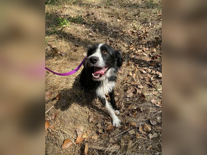 Zozo, 1 Jahr, 53cm sucht sein Zuhause