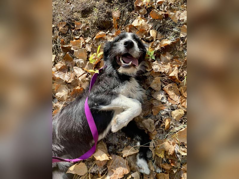 Zozo, 1 Jahr, 53cm sucht sein Zuhause