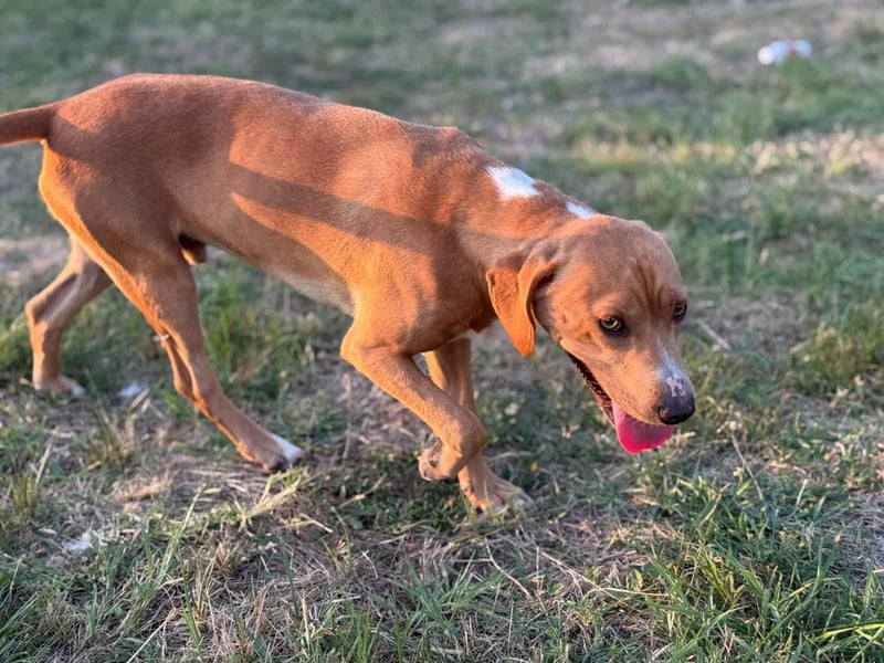 Raffael, geboren 31.10.2024, 48cm sucht seine Familie Raffael, geboren 31.10.2024, 48cm sucht seine Familie