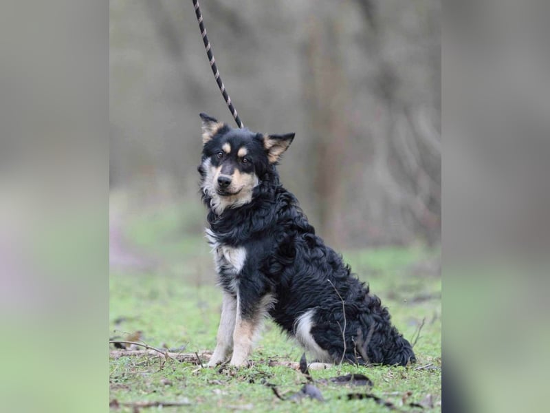 Arthur, geb. 10.03.2024, 48 cm, sucht nach seinen Menschen Arthur, geb. 10.03.2024, 48 cm, sucht nach seinen Menschen