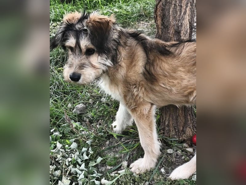 Morszi, geboren 03.07.2025, 49cm sucht seine Familie