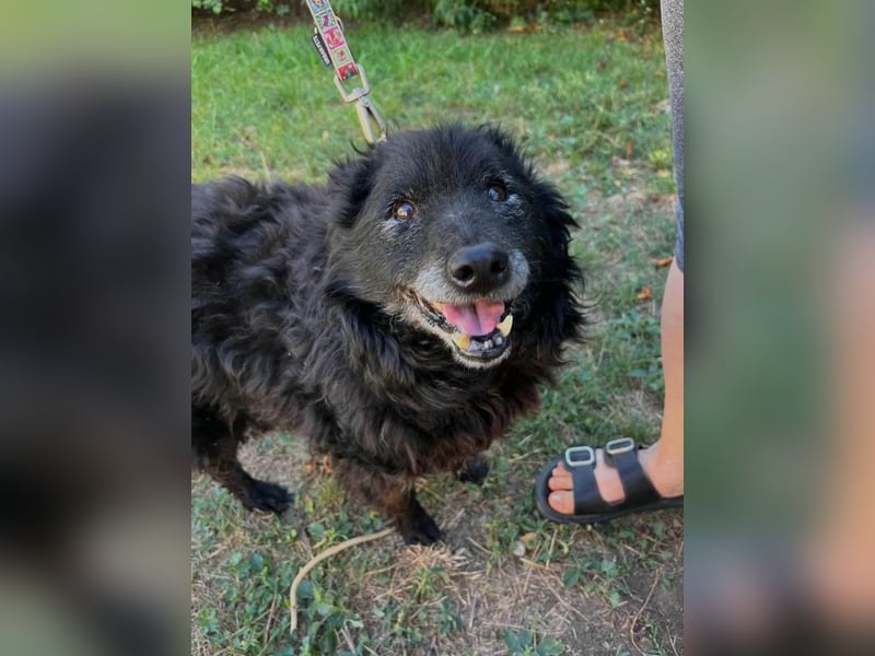 Szello, geboren 18.06.2013, 46cm sucht seinen Ruheplatz