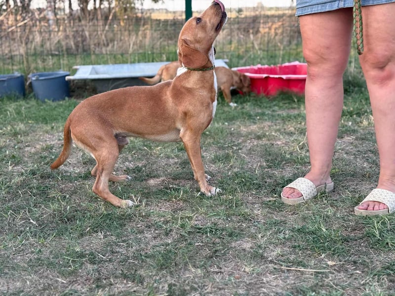 Raffael, geboren 31.10.2024, 48cm sucht seine Familie Raffael, geboren 31.10.2024, 48cm sucht seine Familie