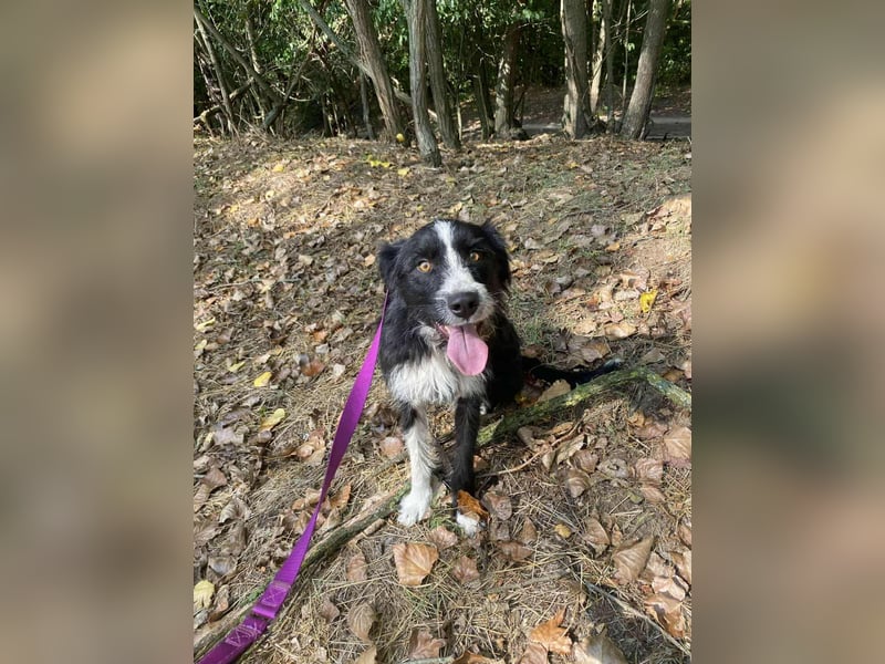 Zozo, 1 Jahr, 53cm sucht sein Zuhause