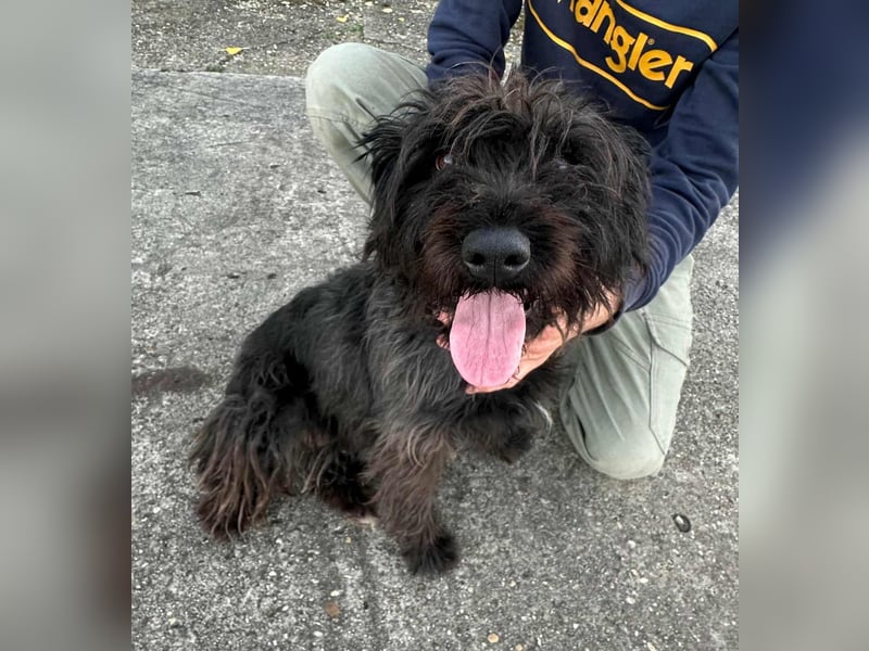 Emi, geboren 19.09.2018, 45cm sucht ihre Familie