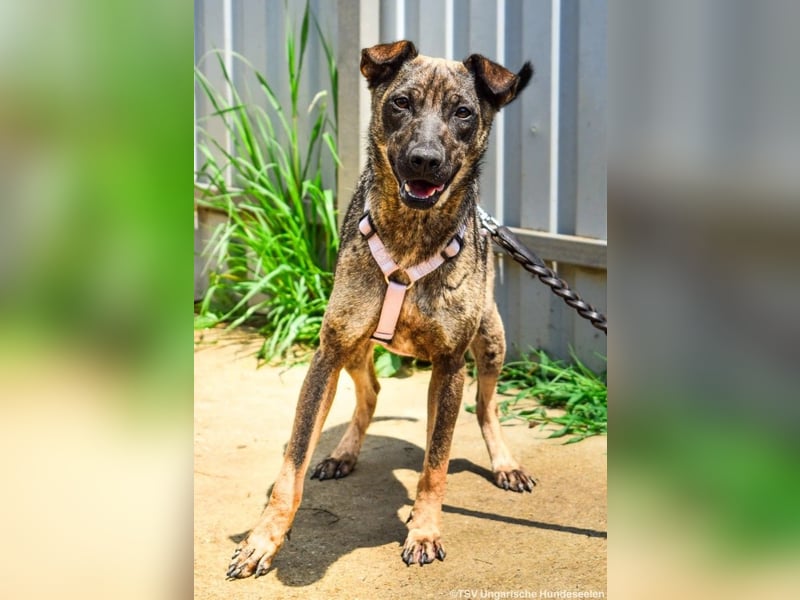 Cheryl, 06.2022 geboren, 44cm sucht ihr Zuhause