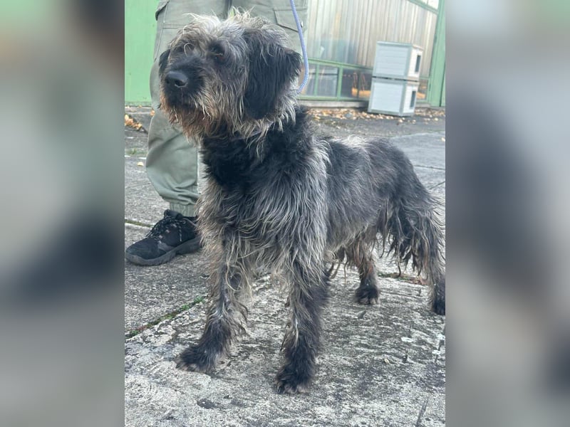 Ficko, geboren 10.08.2022, 47cm sucht sein Glück