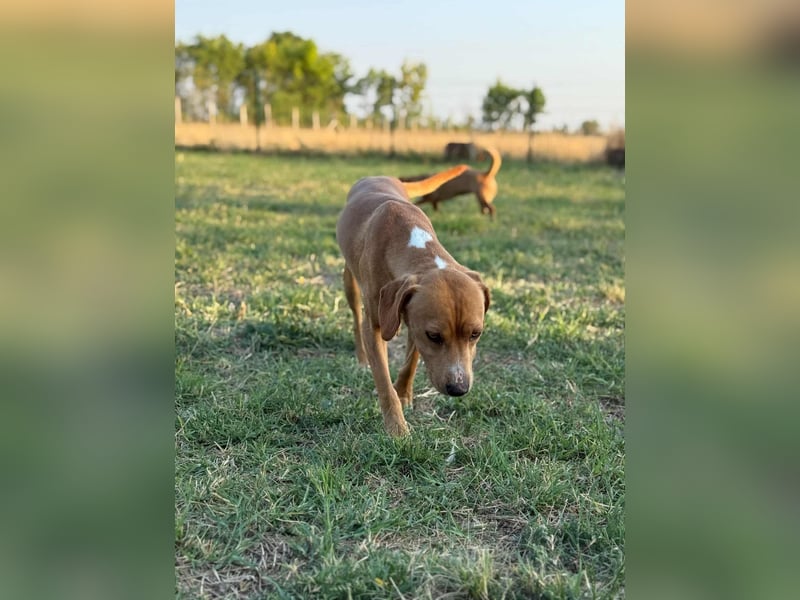 Raffael, geboren 31.10.2024, 48cm sucht seine Familie Raffael, geboren 31.10.2024, 48cm sucht seine Familie