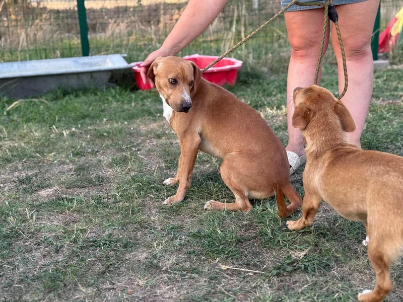 Raffael, geboren 31.10.2024, 48cm sucht seine Familie Raffael, geboren 31.10.2024, 48cm sucht seine Familie
