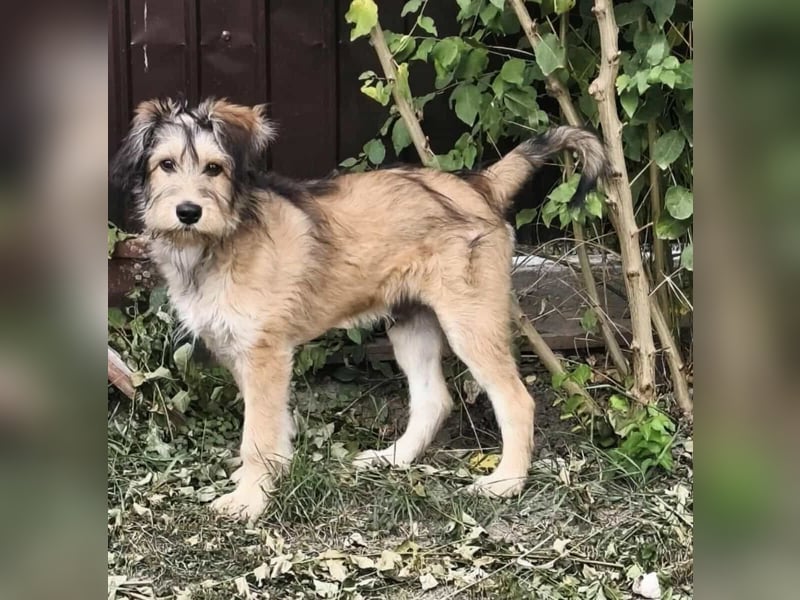 Morszi, geboren 03.07.2025, 49cm sucht seine Familie