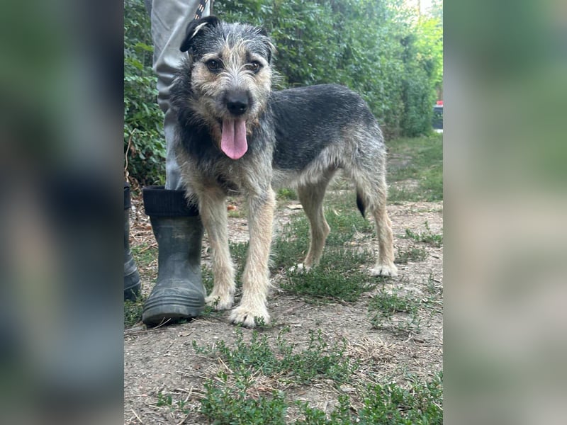 Ralf, geboren 01.08.2024, 49cm sucht sein für immer Zuhause