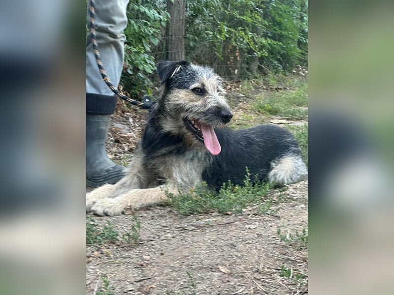 Ralf, geboren 01.08.2024, 49cm sucht sein für immer Zuhause