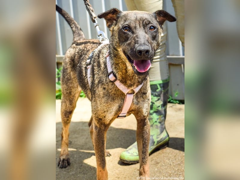 Cheryl, 06.2022 geboren, 44cm sucht ihr Zuhause