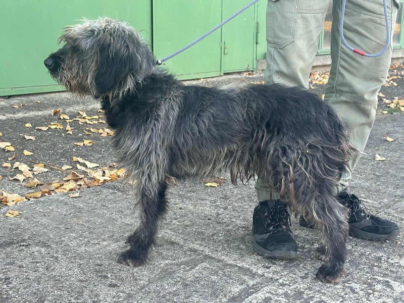 Ficko, geboren 10.08.2022, 47cm sucht sein Glück