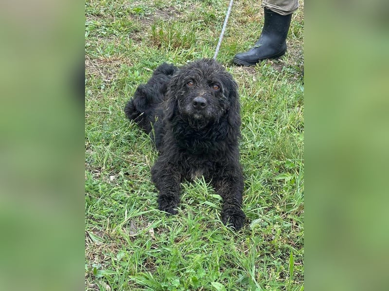 Liam, geboren 08.10.2018, 45cm sucht sein Zuhause Liam, geboren 08.10.2018, 45cm sucht sein Zuhause
