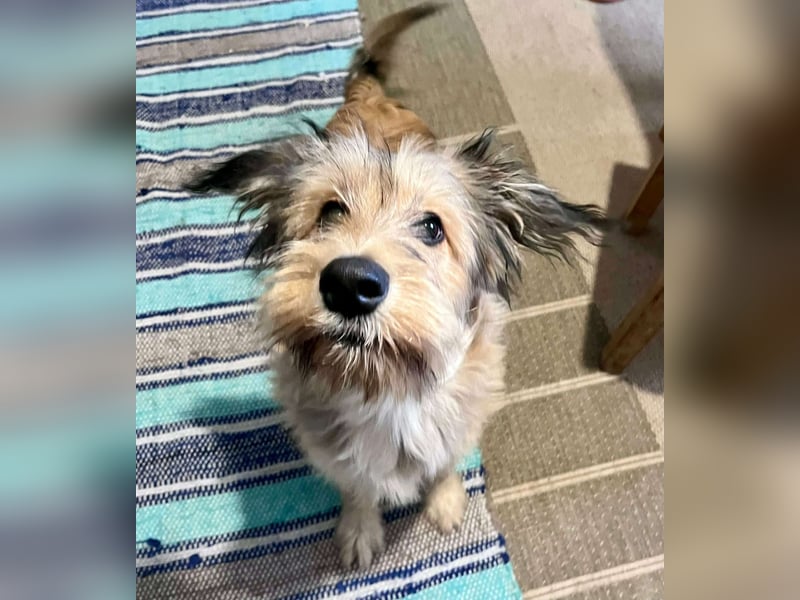 Morszi, geboren 03.07.2025, 49cm sucht seine Familie