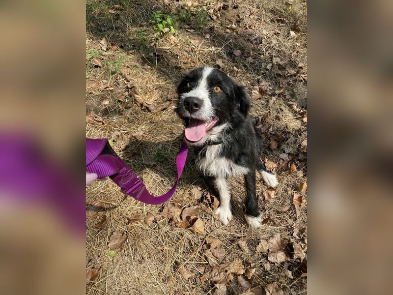 Zozo, 1 Jahr, 53cm sucht sein Zuhause