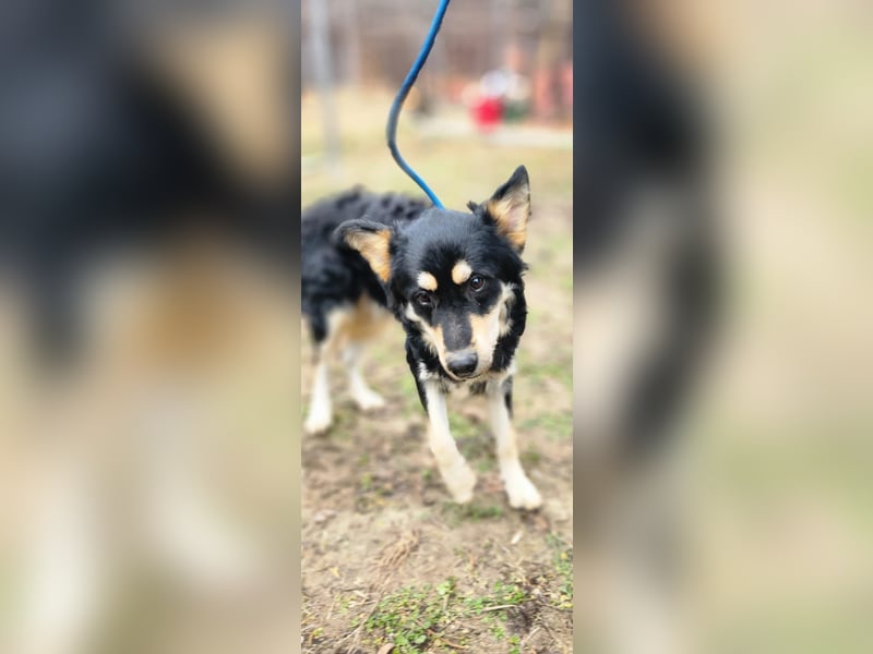 Arthur, geb. 10.03.2024, 48 cm, sucht nach seinen Menschen Arthur, geb. 10.03.2024, 48 cm, sucht nach seinen Menschen