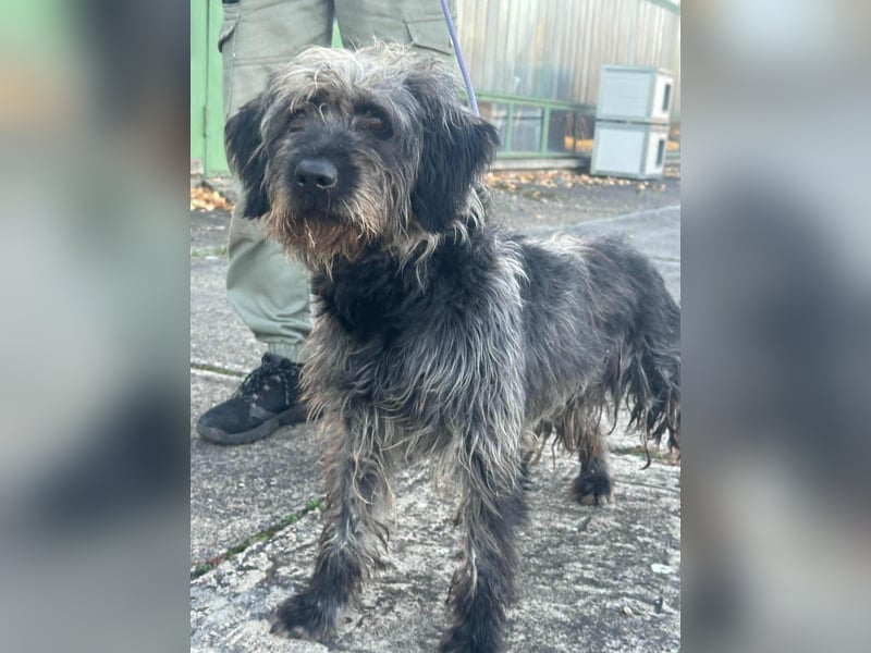 Ficko, geboren 10.08.2022, 47cm sucht sein Glück