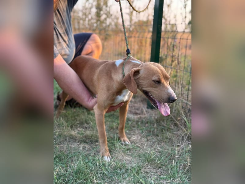 Raffael, geboren 31.10.2024, 48cm sucht seine Familie Raffael, geboren 31.10.2024, 48cm sucht seine Familie