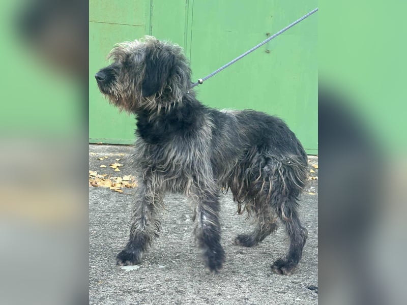 Ficko, geboren 10.08.2022, 47cm sucht sein Glück