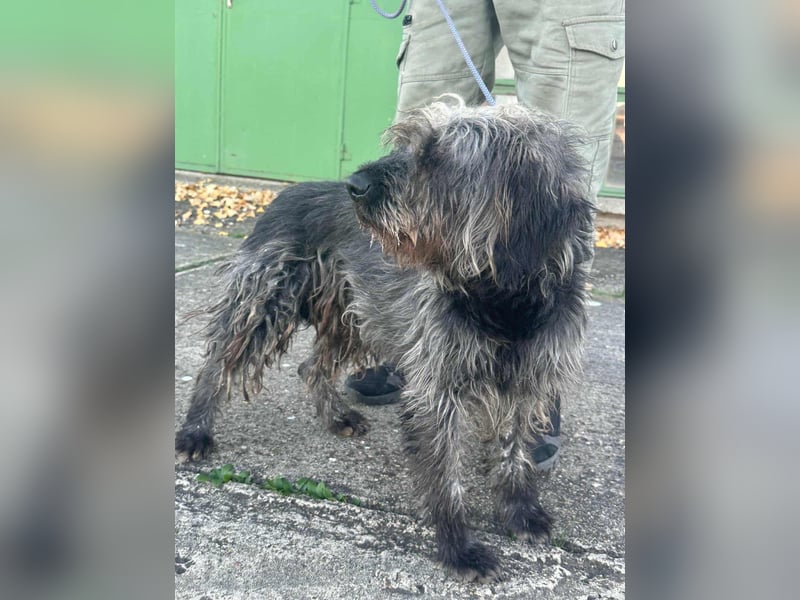 Ficko, geboren 10.08.2022, 47cm sucht sein Glück