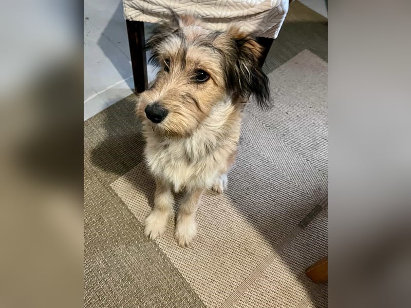 Morszi, geboren 03.07.2025, 49cm sucht seine Familie