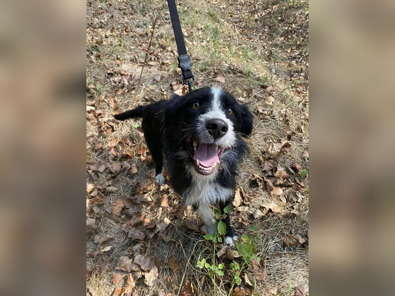 Zozo, 1 Jahr, 53cm sucht sein Zuhause