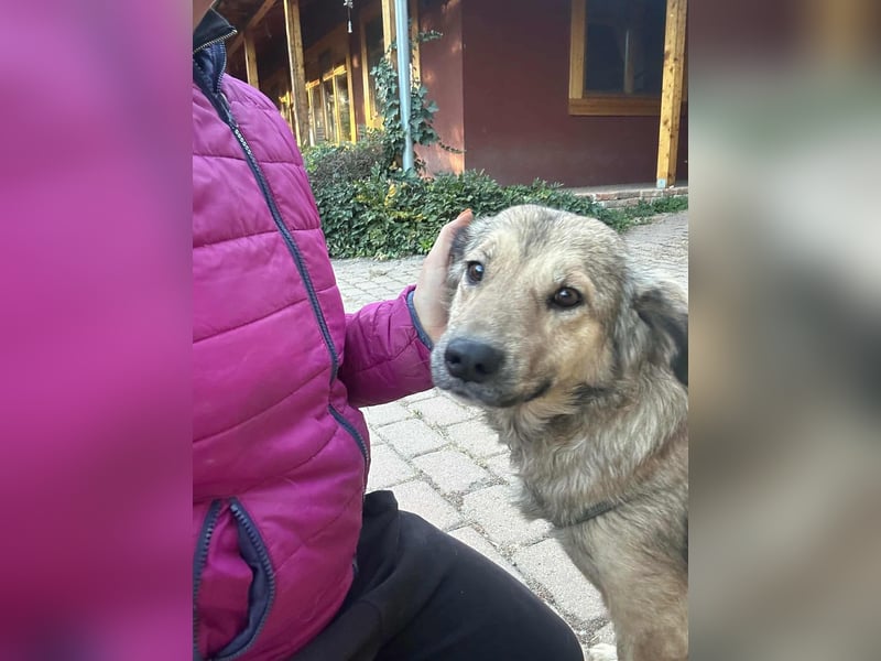 Ada, geboren 01.09.2022, 52cm sucht ihre Menschen