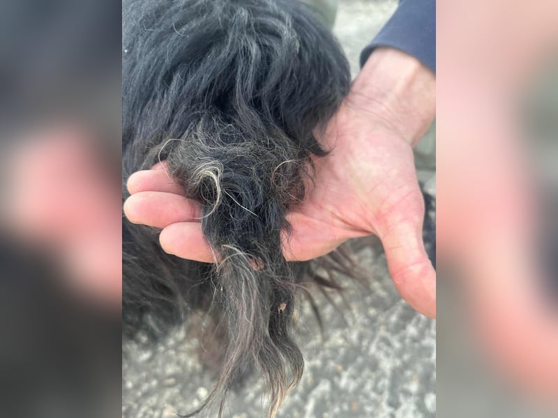 Emi, geboren 19.09.2018, 45cm sucht ihre Familie