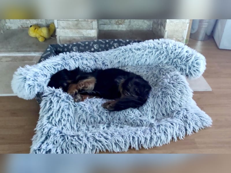 Knuffiger Rexo möchte geliebt werden