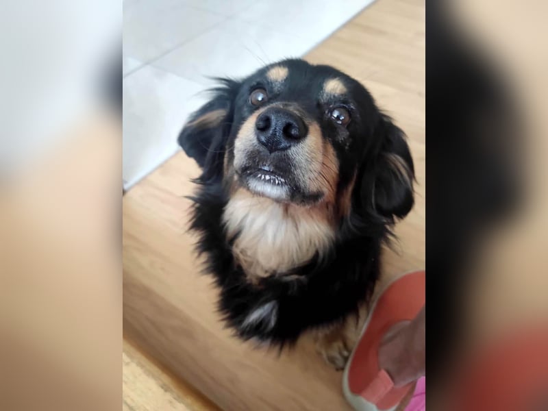 Knuffiger Rexo möchte geliebt werden