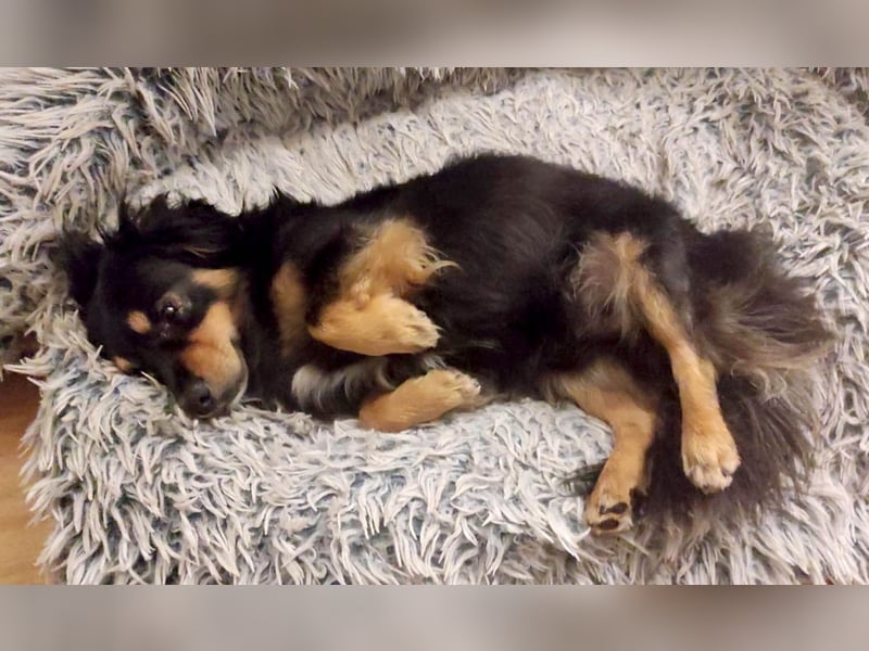 Knuffiger Rexo möchte geliebt werden